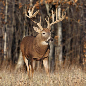 Meet your Posher, Bryce